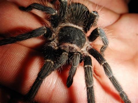 11 Largest Spider Species in the World (With Pictures) | Pet Keen
