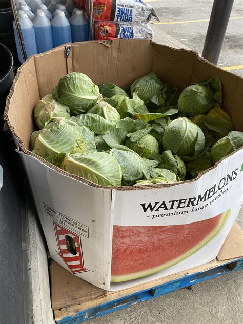 Odd looking melons! : pics