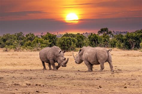 Rhinos In Africa Rhino Poaching On The Rise In South Africa, Where 499