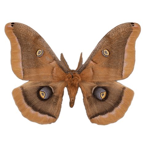 polyphemus moth  wisconsin moths field guide
