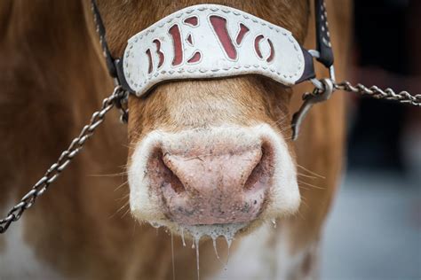 Texas Longhorns beloved mascot Bevo: See photos through the years