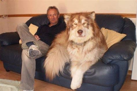 Tibetan Mastiff Husky Mix 🐶 Petibble