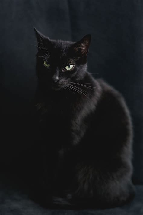 Royalty-Free photo: Portrait of black cat | PickPik