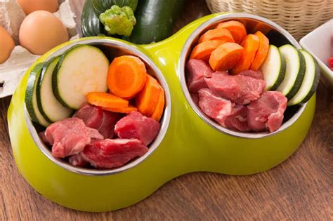 Миски для собак - как выбрать наиболее подходящую?