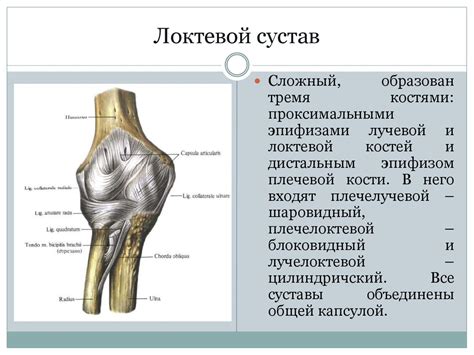 Топографическая анатомия верхней конечности - презентация онлайн