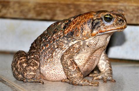 Quantos Anos Vive Um Sapo Cururu - Sapo Cururu - Biologia Geral