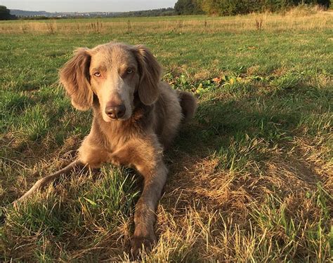 Long-Haired Weimaraner: Info, Pictures, History & Facts – Dogster