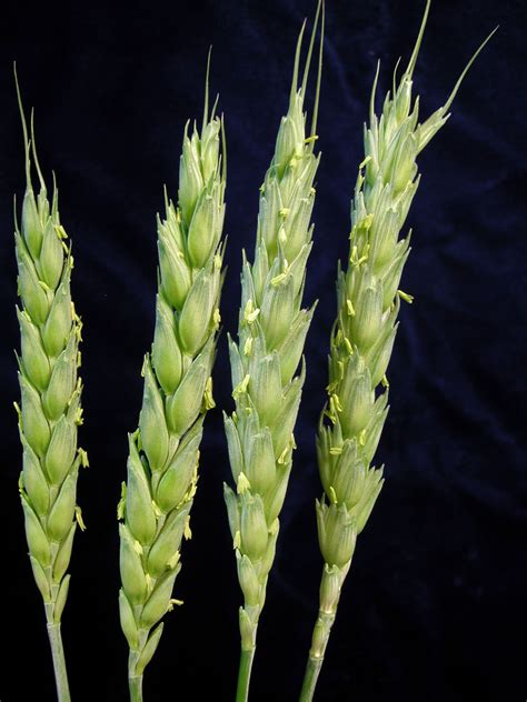Triticum aestivum (Poaceae) image 10858 at PhytoImages.siu.edu