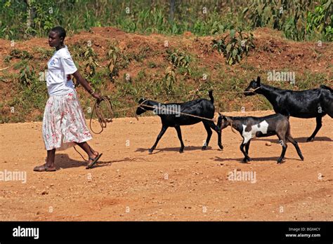 Bigodi Wetland Sanctuary, Uganda, East Africa Stock Photo - Alamy
