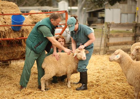 animal husbandry Diagram | Quizlet