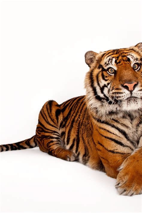 the biggest wild animal 2