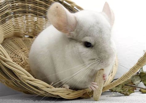 How To Calm A Chinchilla Down (16 Proven Methods)