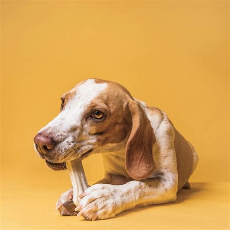 Cachorro Lambendo A Bucetinha Da Novinha - Fotos Cachorro Lambendo Buceta, 13.000+ fotos de arquivo grátis de alta ...