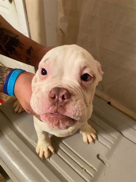 Dog for Adoption - Alfie, a English Bulldog in Easton, CT | Alpha Paw