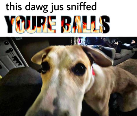 5982 best Dawg images on Pholder | Okbuddyretard, Trash Taste and Shid