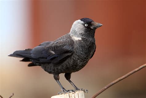 Vogel des Jahres 2012 - Fokus-Natur.deFokus-Natur.de