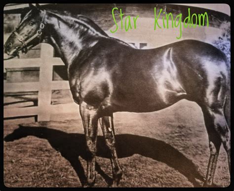 to the old road: Star Kingdom (IRE) | The Thoroughbred Link