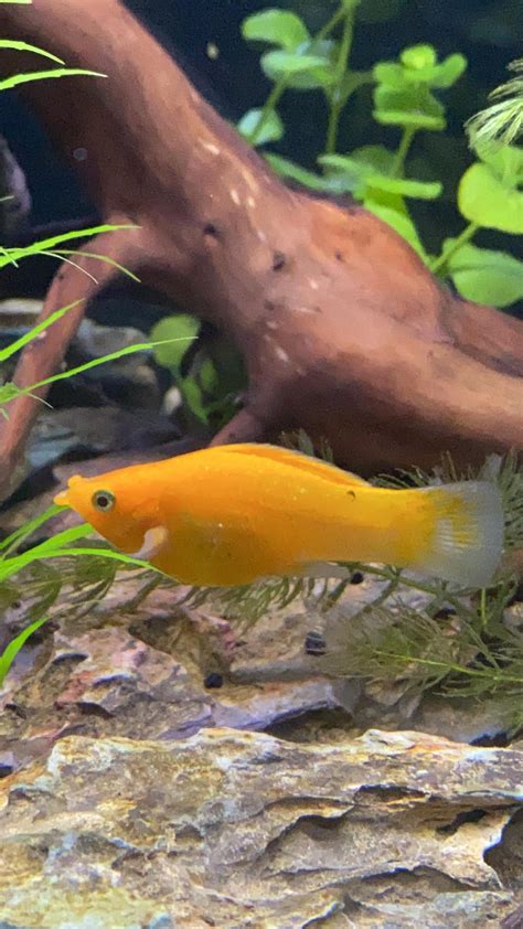 guide to fish scratching at home 2