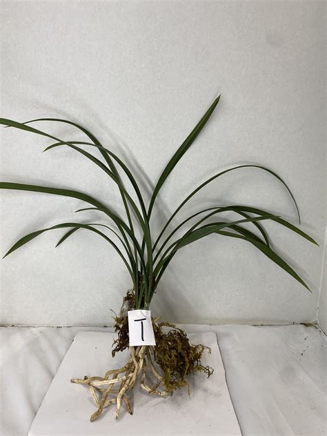 Cymbidium orchid care >> Orchids-care.info