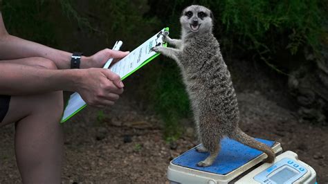London Zoo Weighs Its Animals. All 14,000 of Them. - The New York Times