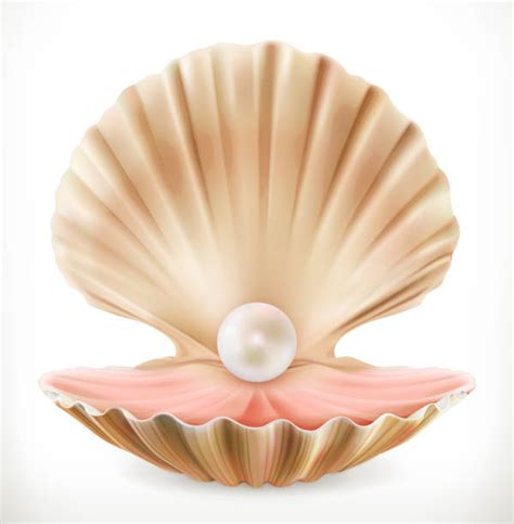 7,600+ Pearl Shell Stock Illustrations, Royalty-Free Vector Graphics ...
