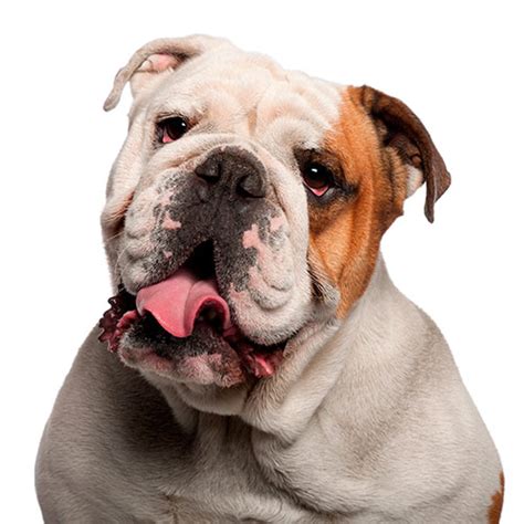 100 Pics Dog Breeds 3 level answer: BRITISH BULLDOG