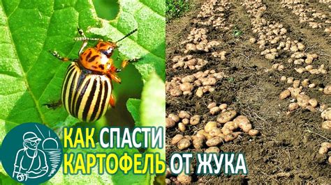 Победили колорадского жука в самом опасном регионе при посадке ...