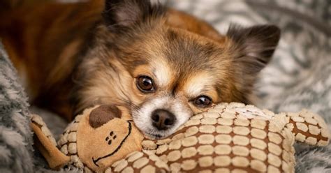 Furosemide for Dogs & Cats: Uses and Side Effects | FirstVet