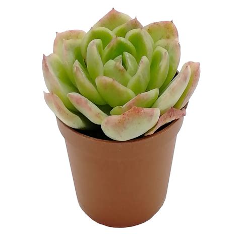 Суккулент Эхеверия Колората - купить по низкой цене | EnjoyPlants 🌷 ⭐⭐⭐⭐⭐