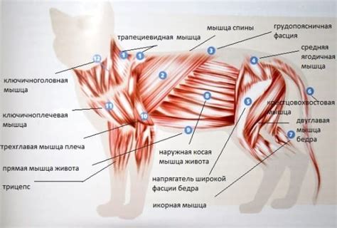 Анатомия кошки
