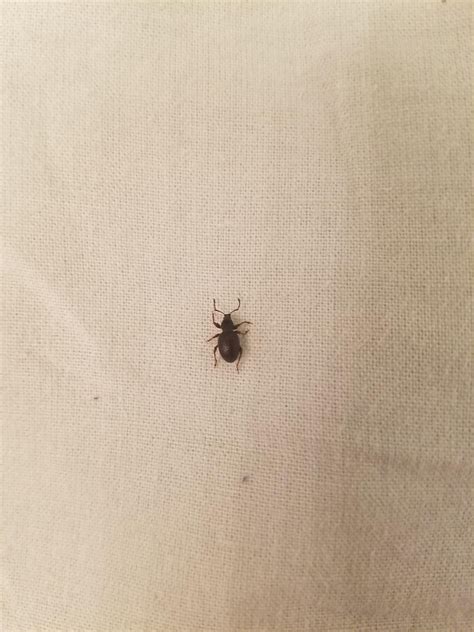 small, black hard shelled bugs in my house. Want to know what they are