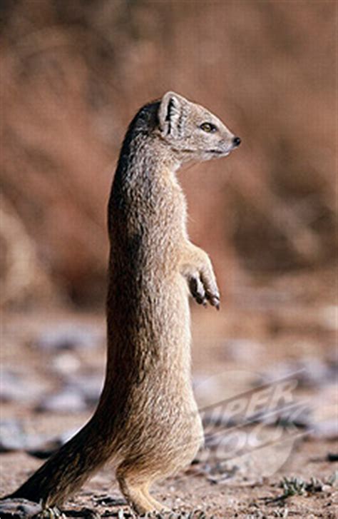 Guide to the Yellow Mongoose