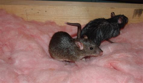 Health Risks of Rodent Droppings in Your Attic