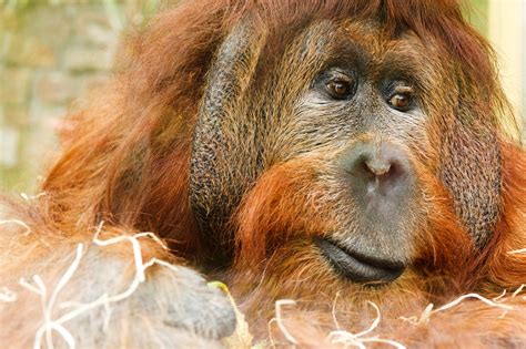 Orangutan great ape image - Free stock photo - Public Domain photo ...