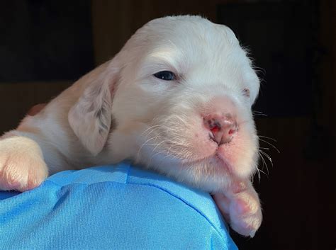 Litter CC — Hickory Hollow Llewellins