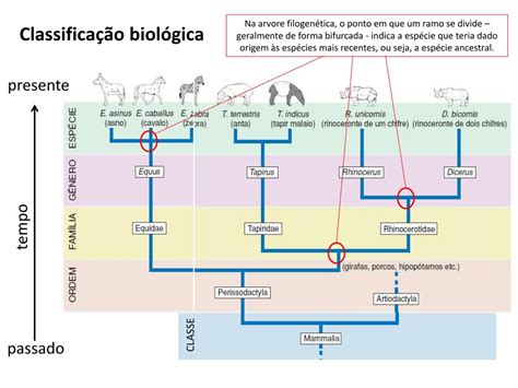 Indique A Ordem Decrescente De Classificação Biológica