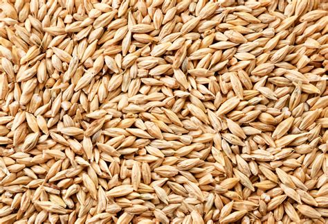 Export of barley. Buy barley grains from Ukraine