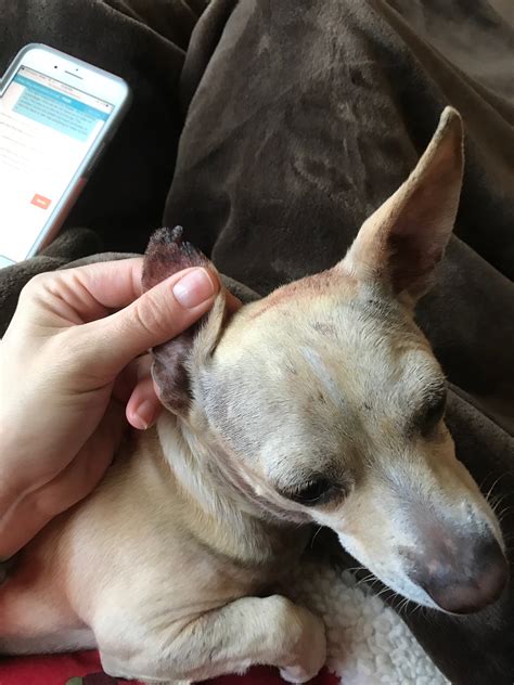 My dog got in a fight with my other dog and had a cut on his ear that ...