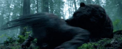 Bear GIF - Find & Share on GIPHY