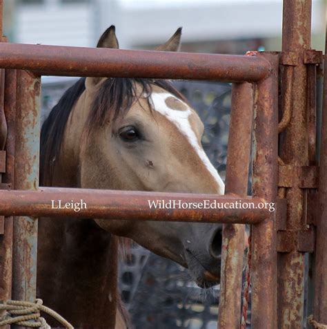 BLM Report to Congress Countdown (who, why and what you can do) – Wild