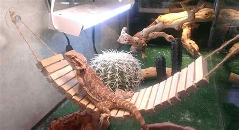 6 DIY Bearded Dragon Hammock Plans You Can Make Today (With Pictures ...
