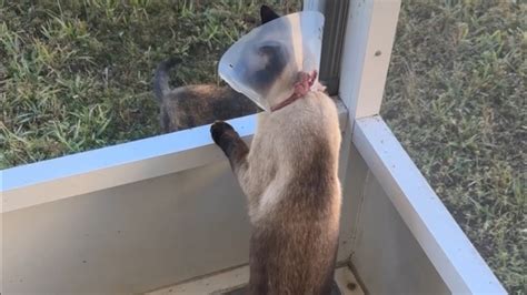 🇺🇸Дикие птицы и животные рядом с нами, это удивляет!Сиамский кот ...