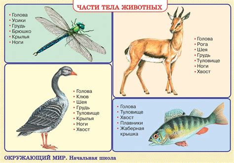 Части тела животных.
