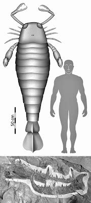 PALAEOBLOG: Largest Sea Scorpion Discovered