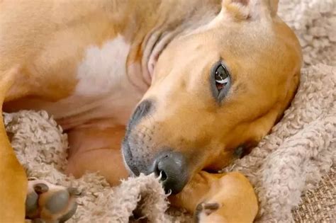 Incredible before and after pictures show the miraculous recovery of a ...