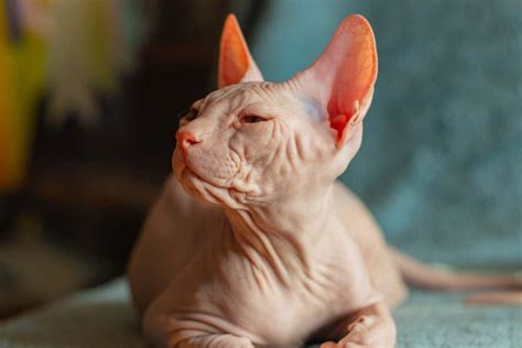 Donskoy Cat Profile - Cat-World