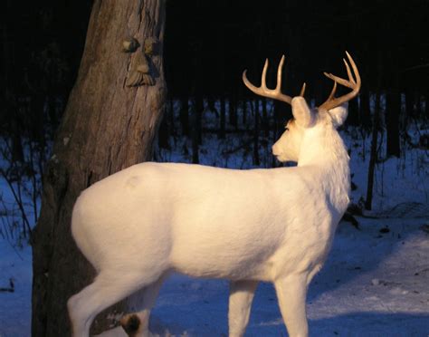 An albino fawn. : r/aww