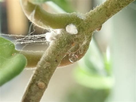 Mealybugs | Yard and Garden