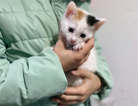 Котята, спасённые до рождения. Какие они сейчас? | Зоомама | Дзен