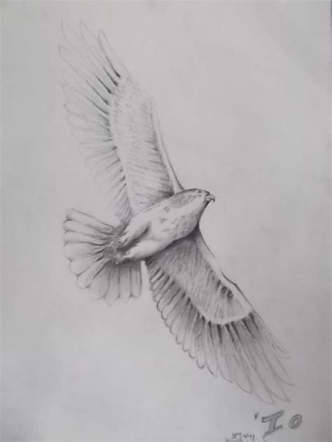 I'o-Hawaiian Hawk by Visioneyezer on DeviantArt